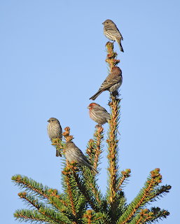 Four house finches perched on the tip of a spruce tree under a clear blue sky