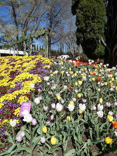 Colorful tulips and yellow chrysanthemums in a garden park with trees and blue sky
