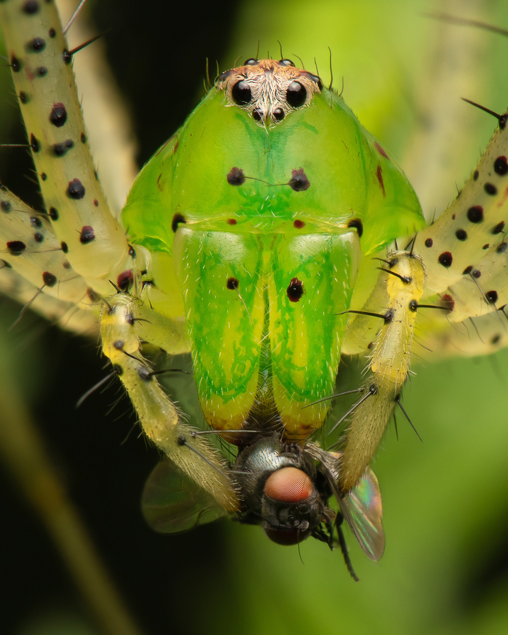 Close-up of a bright green insect with spotted translucent legs holding a small fly