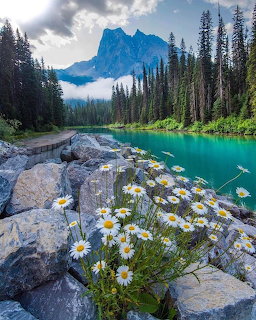 Mountain lake surrounded by forest with white flowers on rocks in foreground and blue peak in background