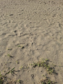 Small footprints in rippled beach sand with bits of seaweed
