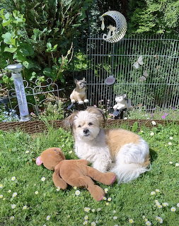 White fluffy dog sitting on lawn with brown teddy bear plush toy in garden
