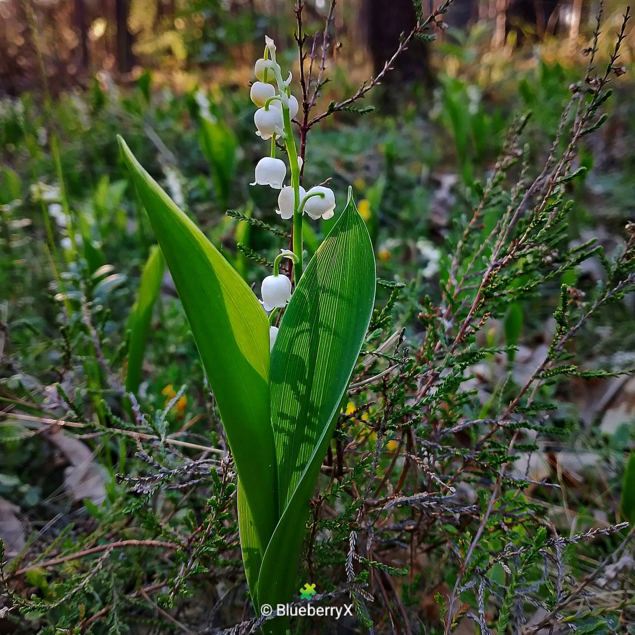 Lily of the valley with white bell flowers growing on a forest floor among twigs and green leaves
