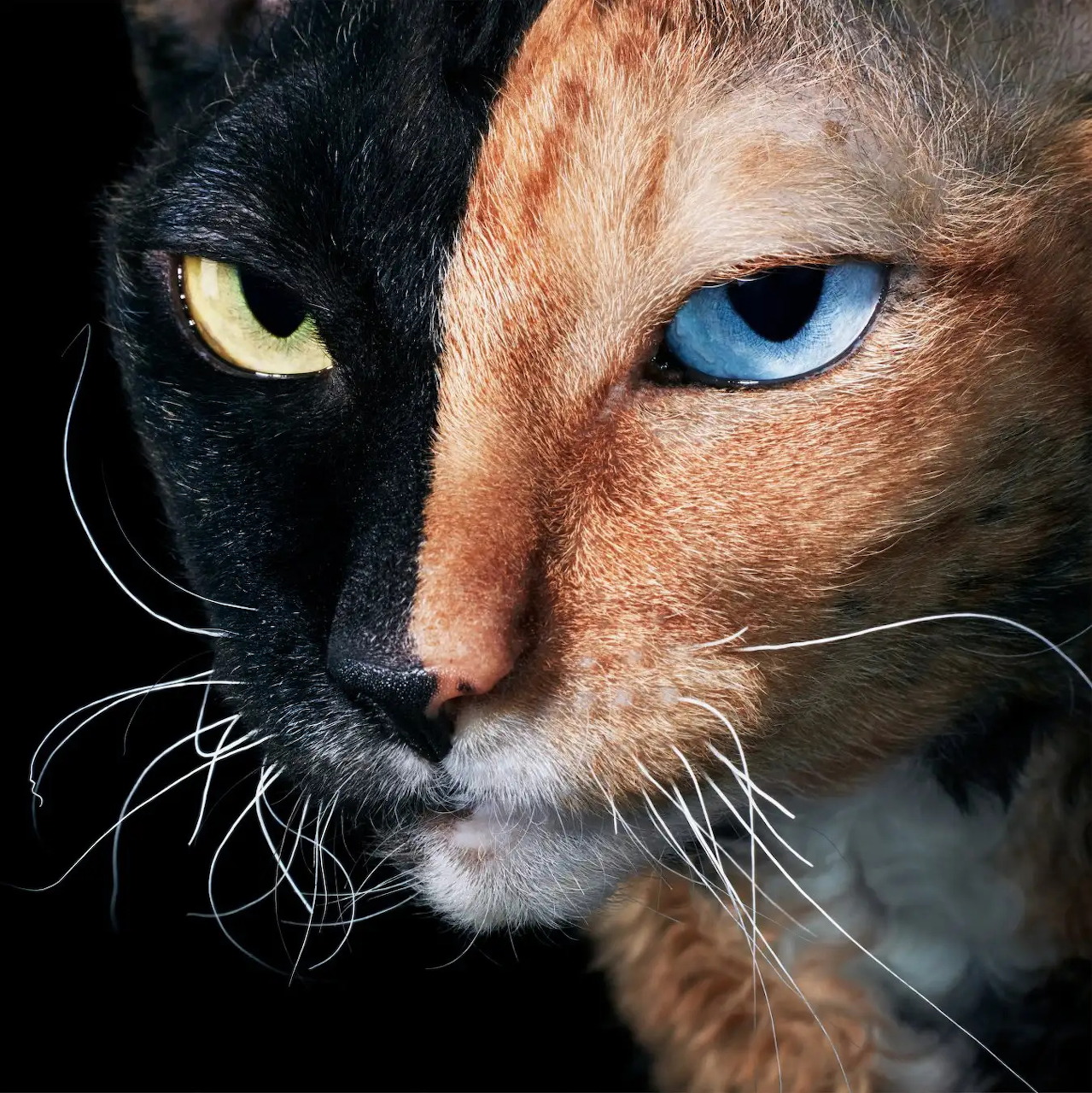 Two-Tone Cat Face