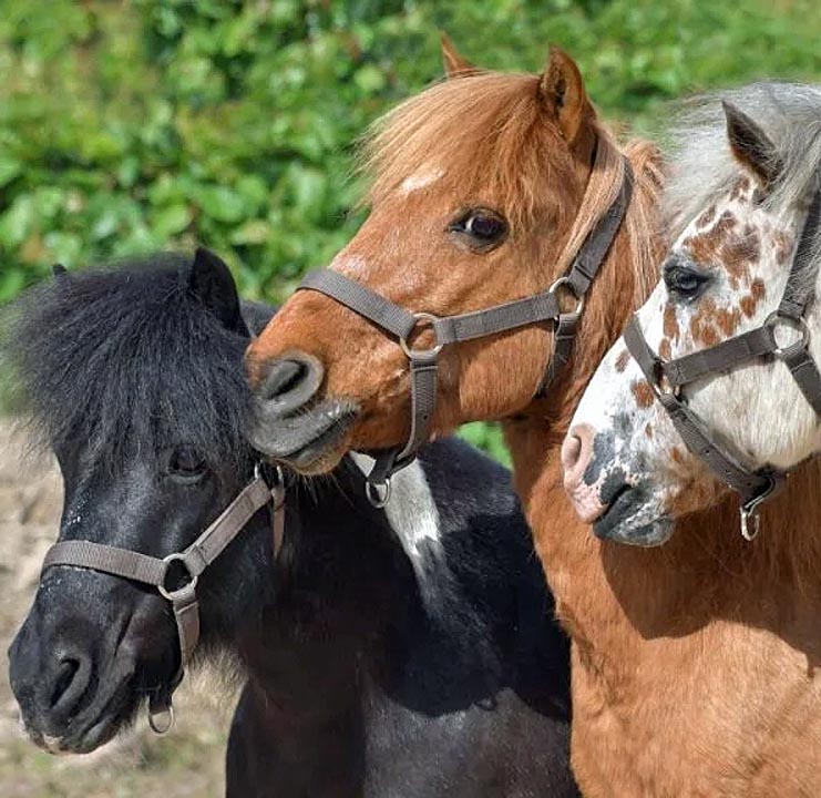 Three horses standing close together outdoors, including black, brown, and spotted horses