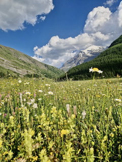 Yellow wildflowers blooming in alpine meadow with mountains and clouds