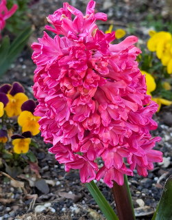 Close-up of a bright pink hyacinth flower with densely clustered blooms and yellow pansies behind