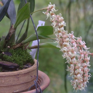 Potted Coelogyne anfracta orchid with a hanging cluster of pale pink and white flowers