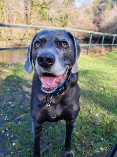 Blue Weimaraner dog sitting outdoors on grass with open mouth and happy expression