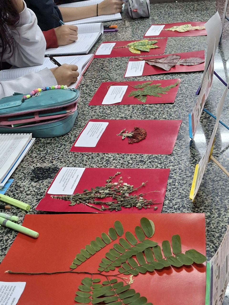 Botanical Plant Study
