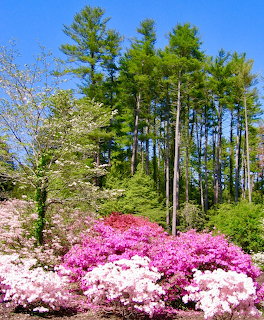 Bloming pink and white azalea bushes in front of tall pine trees under a blue sky