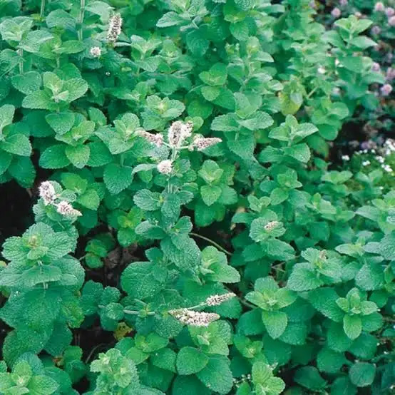 Close-up of a mint plant with green leaves and pale pink flower spikes