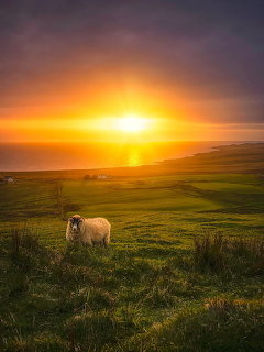 White sheep standing in green pasture with dramatic golden sunset over coastal hills