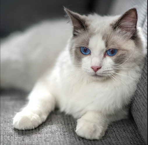 Blue-Eyed White Cat