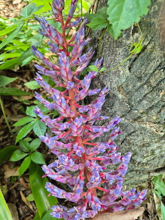 Purple bromeliad flower spike with pink bracts next to tree trunk