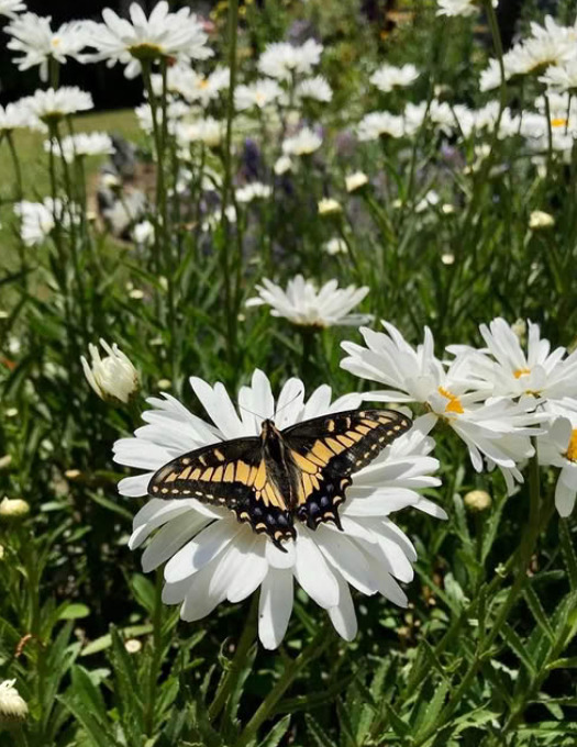 Yellow swallowtail butterfly perched on white daisy flowers in a garden