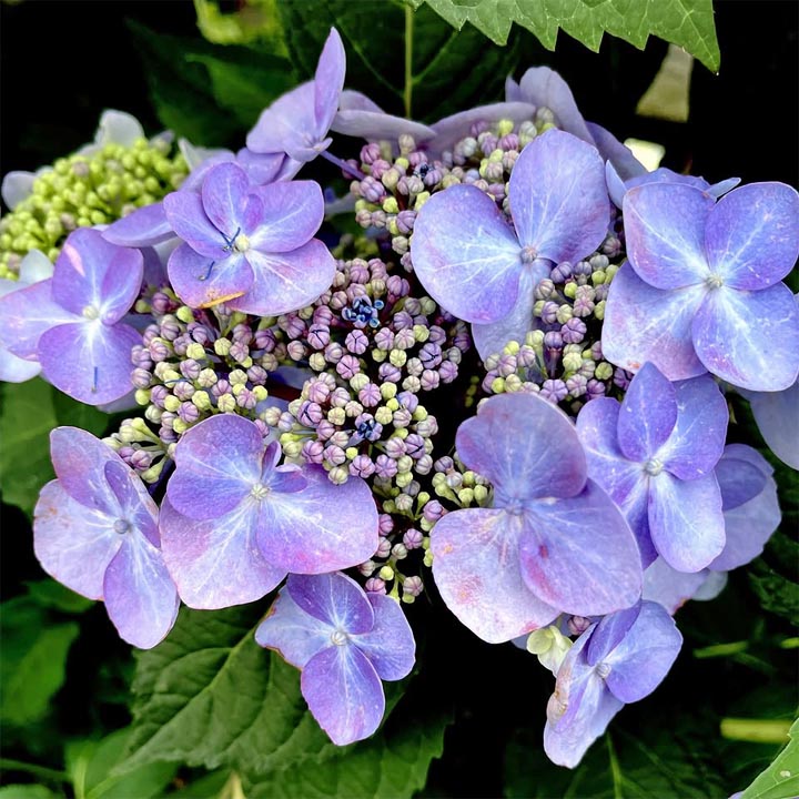 Hydrangea