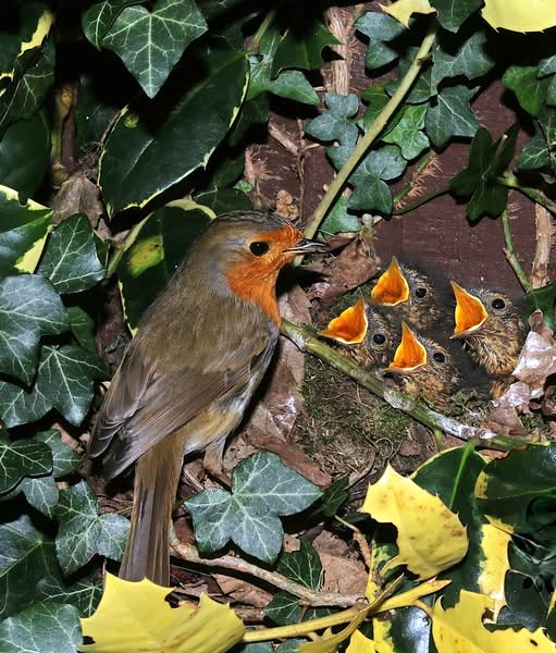 Baby robin chicks with open beaks in a nest