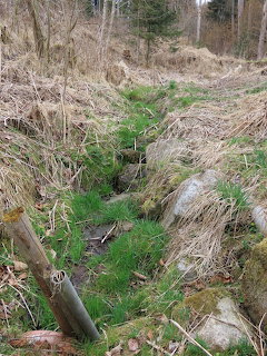 Narrow forest stream channel with green grass edges, rocks, and bare trees in background
