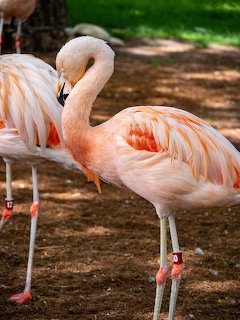 Two pink flamingos with curved necks standing on long legs in natural habitat with green background