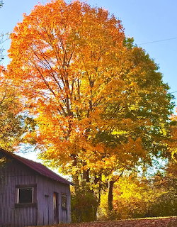 Bright orange and yellow autumn tree beside a wooden barn against blue sky