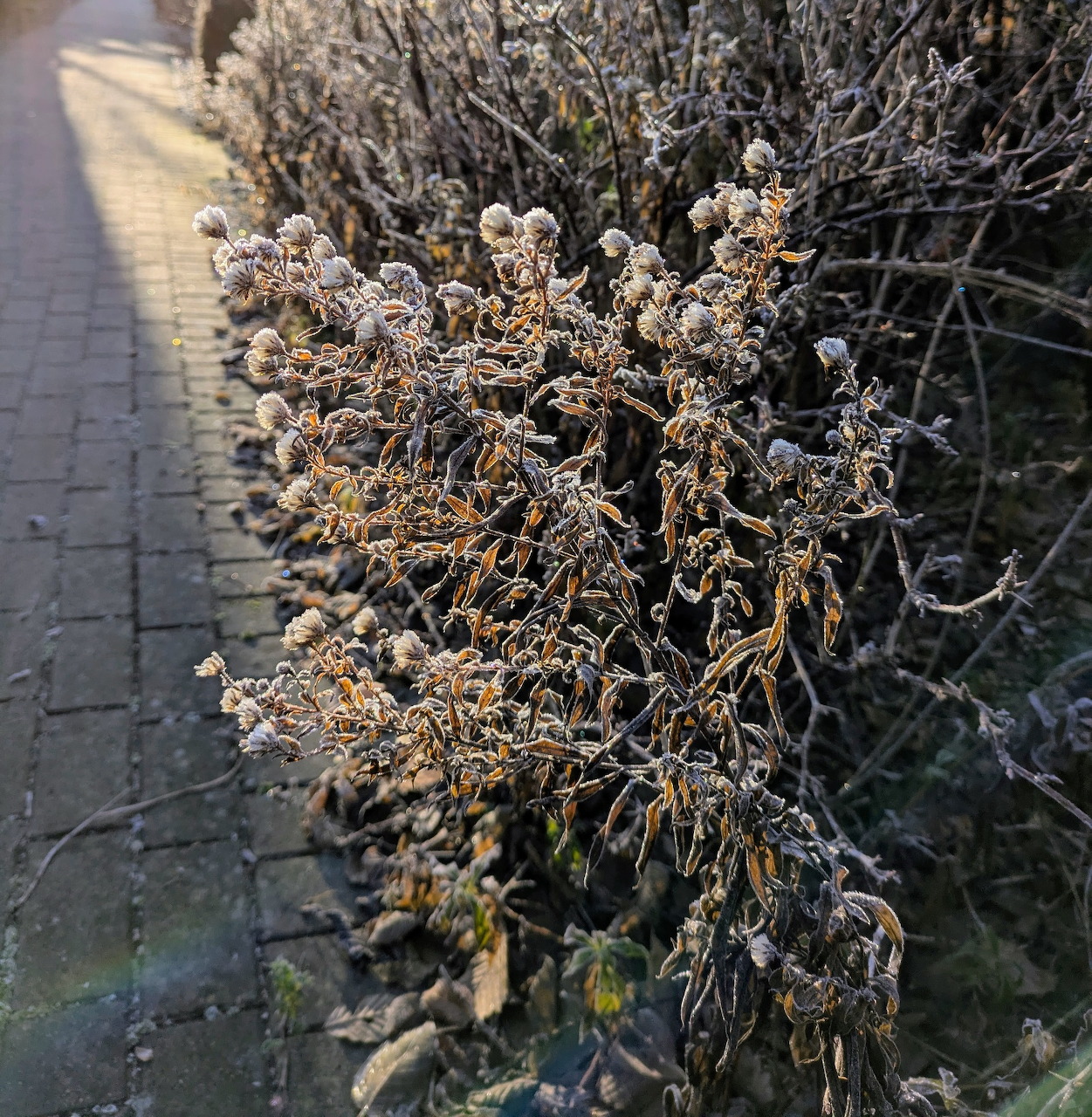 Frost-covered dried aster flowers beside a paved path in winter sunlight