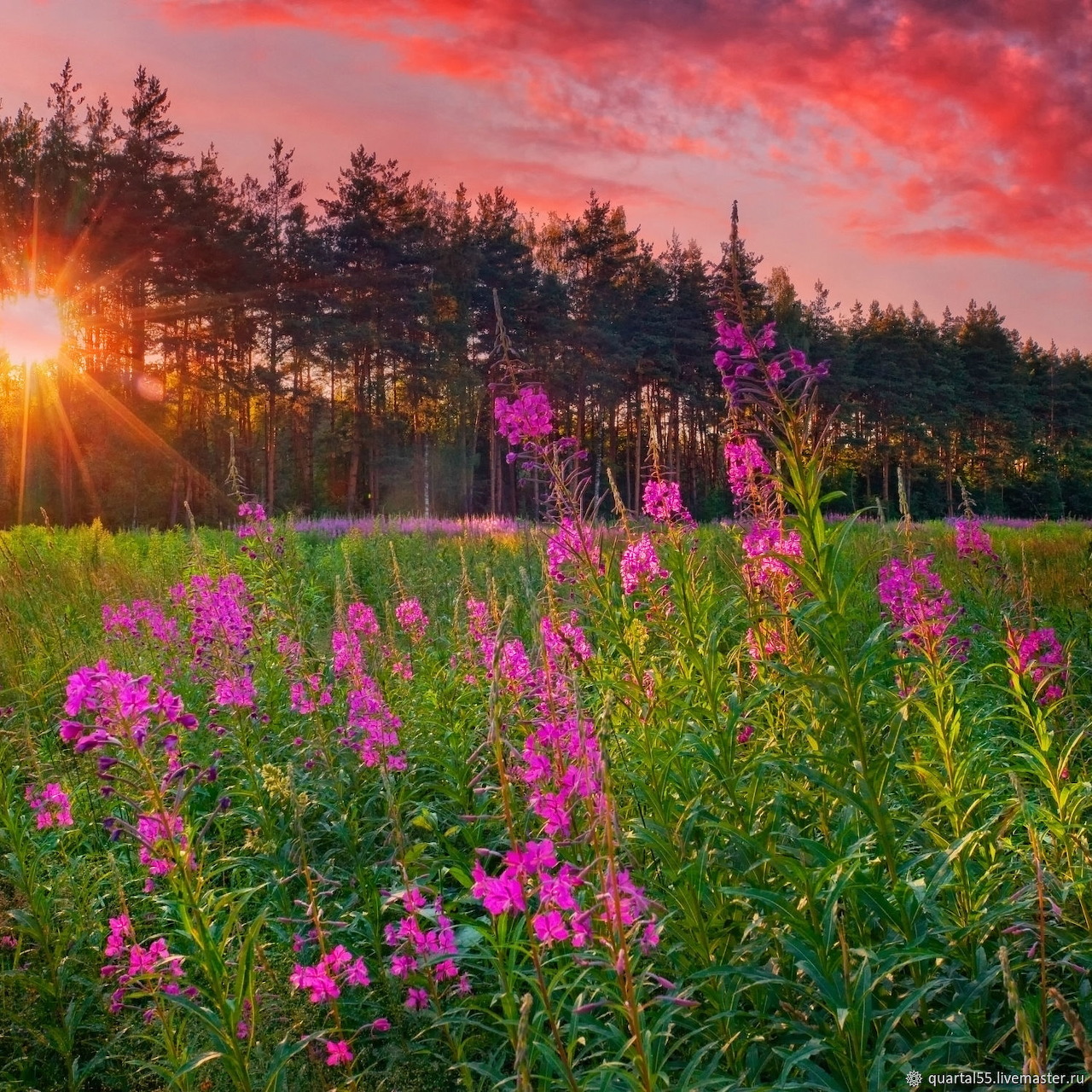 Pink ivan chai wildflowers in a meadow at sunset with forest and red clouds