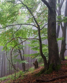 Green-leaved bech tree in a fogy forest with tallrunks and leaf-covered ground
