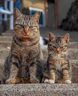 Two Tabby Cats
