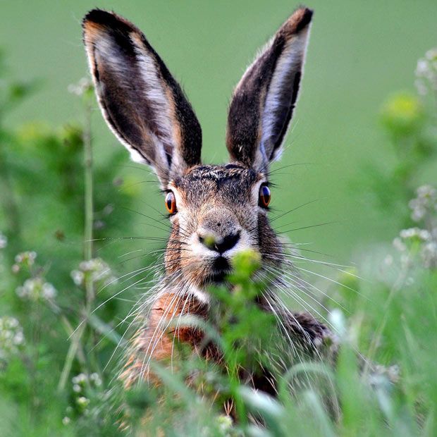 Brown hare with long ears sitting in green grass