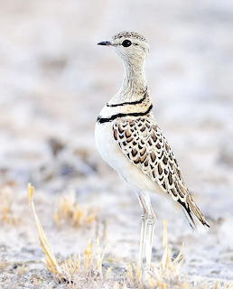 Double-banded courser bird with striped neck and spotted plumage standing on sandy ground