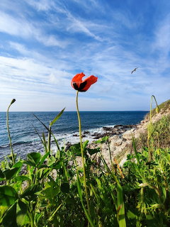 Red popy flower growing on a coastal cliff overlooking the blue sea under a clear sky