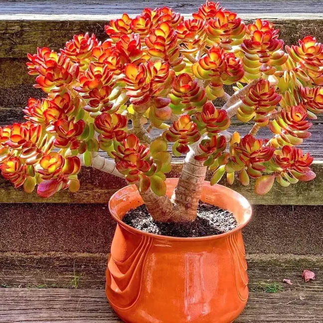 Jade Plant Succulent