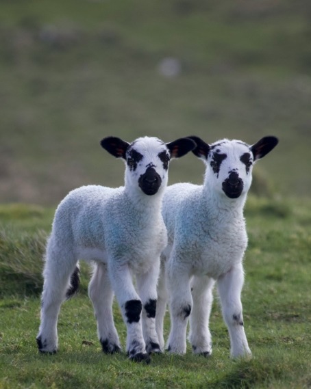 Two white lambs with black faces and ears standing on grass