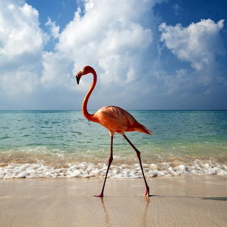 Flamingo on Tropical Beach