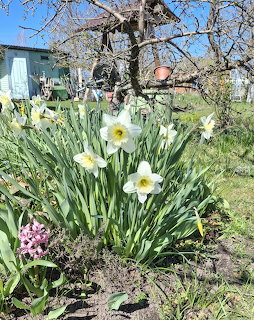 White daffodils and purple hyacinth blooming in spring garden with bare trees and buildings in background