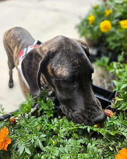 Onyx Dog in Garden