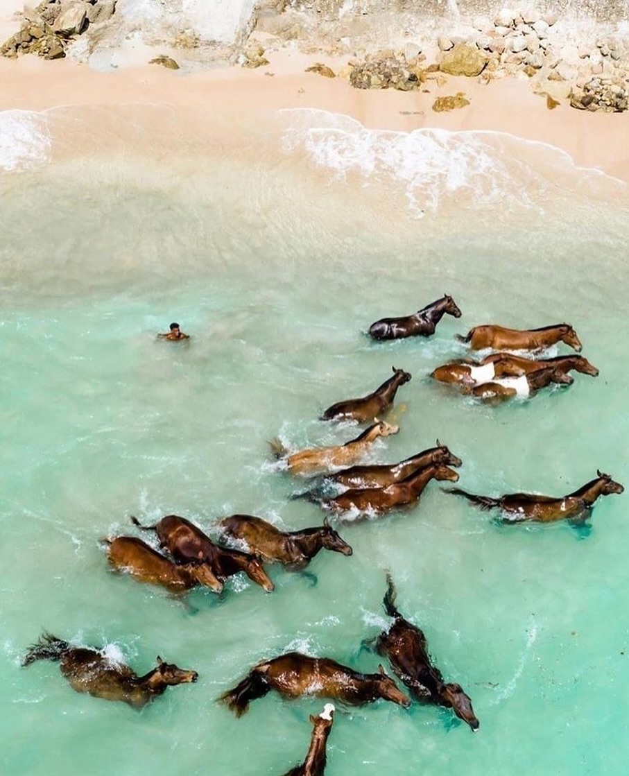 Aerial view of horses swimming in turquoise ocean water near a sandy beach with a person swimming nearby