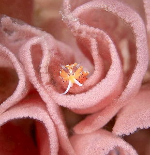 Macro view of a tiny orange and white nudibranch on curled pink sea sponge