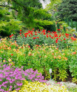 Vibrant garden with colorful dahlias and other flowers in front of green trees