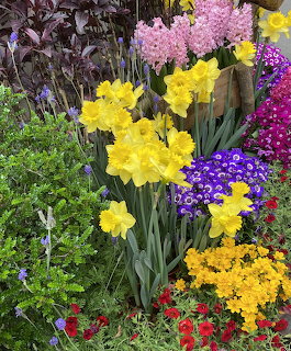 Colorful spring garden with yellow daffodils, pink hyacinths, purple and red flowers in green foliage