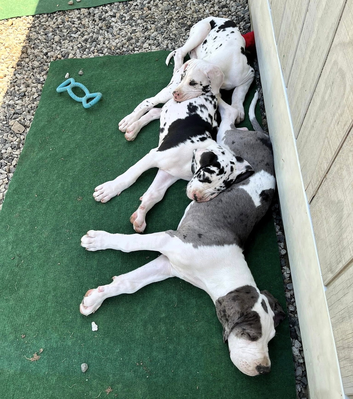 Three Dalmatian puppies with black spots lying on green mat outdoors