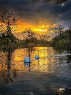 Two swans on a canal at sunset with bare trees and dramatic clouds