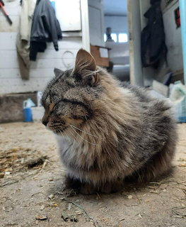 Fluffy gray tabby cat sitting on barn floor with coats hanging in background