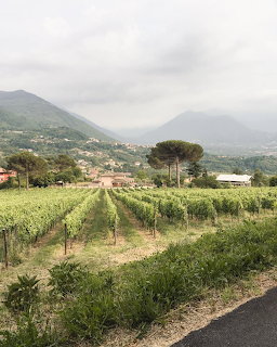 Rows of grape vines in a vineyard with mountains and Italian village in the background