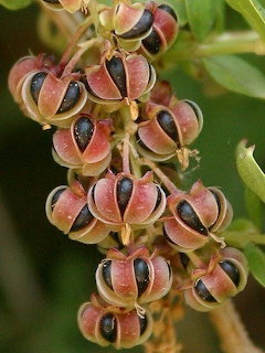 Cluster of pink and black split seed pods revealing dark seeds on a green stem