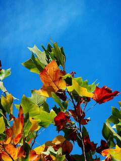 Autumn leaves in vibrant fall colors against clear blue sky, viewed from ground looking up
