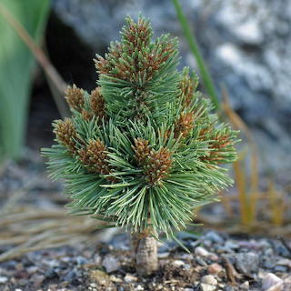 Young Pine Sapling