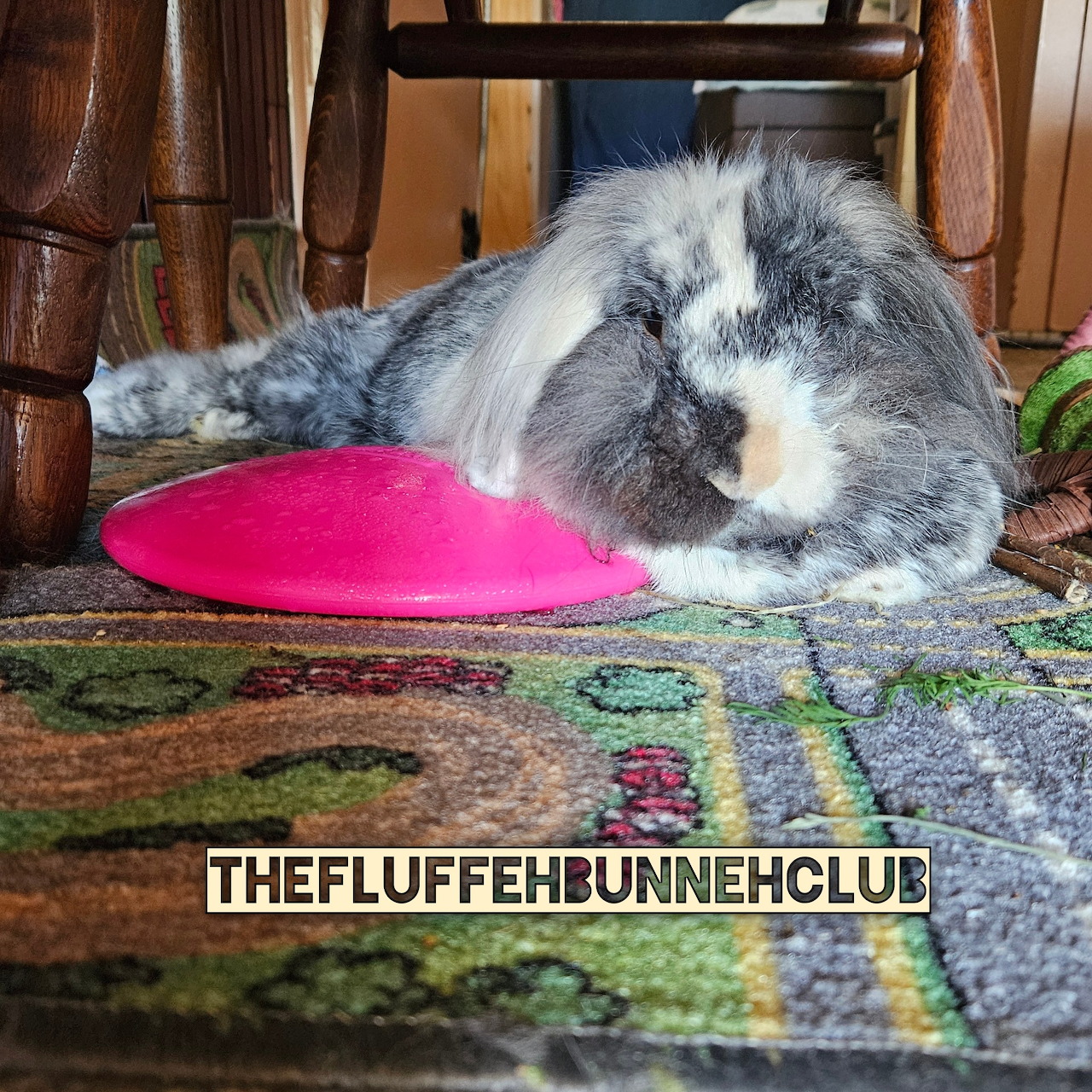 Fluffy gray and white rabbit lying on a rug beside a pink toy under wooden furniture