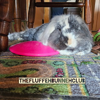 Fluffy Pet Bunny